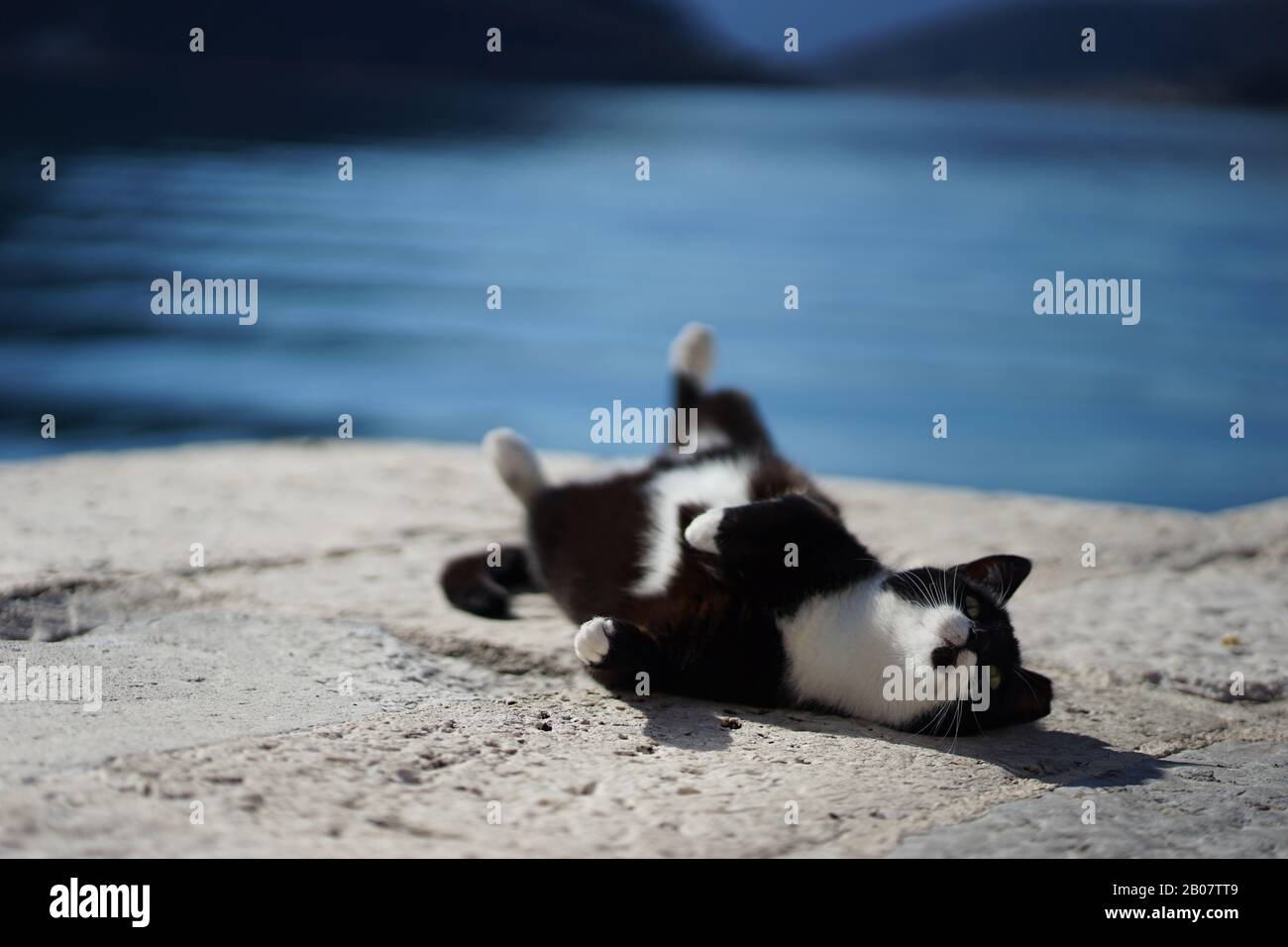 Schöne Katze am Strand in Budva Montenegro 2020 Februar Stockfoto