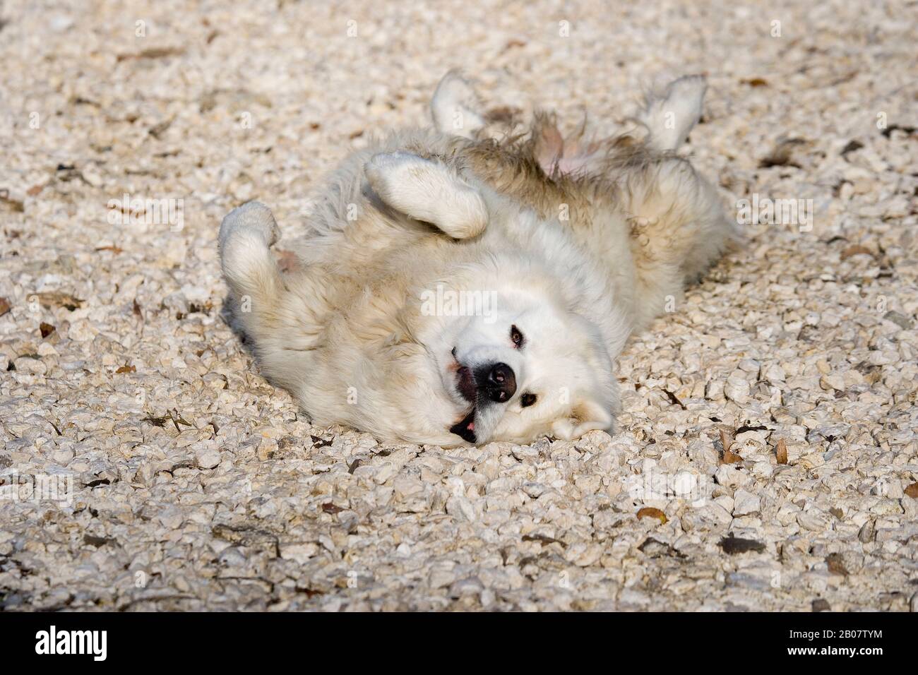 Pyrenäenberghund Hund oder Pyrenäen-Berghund Rollen auf Steinen Stockfoto