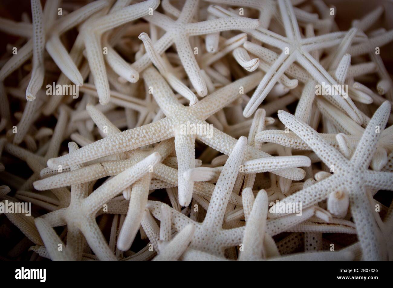 Seesterne zum Verkauf Stockfoto