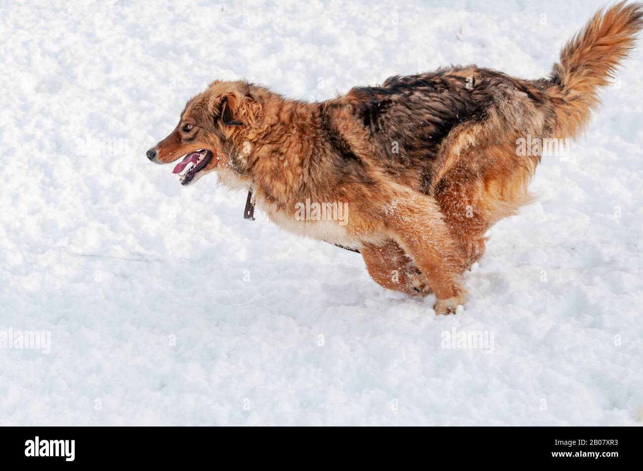 Auf dem schneebedeckten Gelände laufen große süße und schöne rote Hunde, die an einem schönen Wintertag einen Spaziergang im Freien genießen Stockfoto