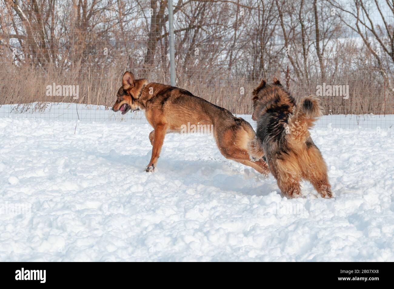 Große, niedliche rote Hunde spielen miteinander, laufen auf der schneebedeckten Fläche und genießen an einem schönen Wintertag einen Spaziergang im Freien Stockfoto