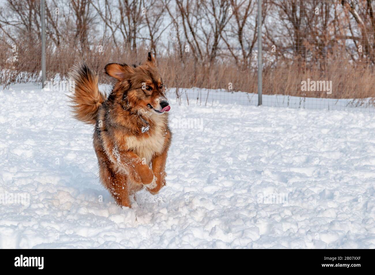 Schöner rothaariger großer Hund läuft an einem Wintertag durch den Schnee Stockfoto
