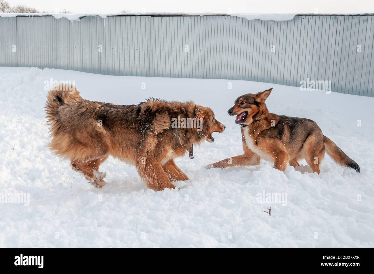 Große schöne rote Hunde spielen miteinander, laufen auf der schneebedeckten Fläche und genießen an einem schönen Wintertag einen Spaziergang im Freien Stockfoto