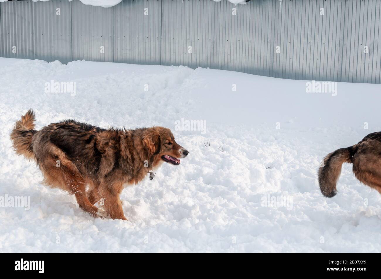 Ein schöner rothaariger großer Hund jagt den Schwanz eines anderen auf einer Schneeplattform Stockfoto