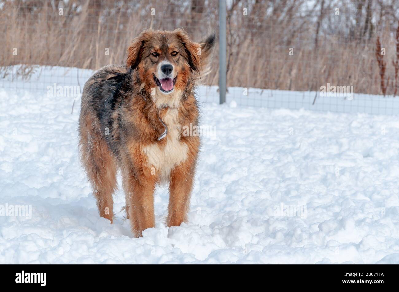 Ein schöner rothaariger Großhund steht bei einem Spaziergang auf einer schneebedeckten Fläche Stockfoto