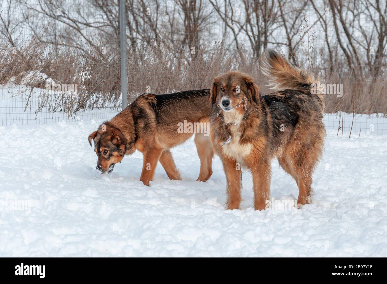 Zwei große schöne rote Hunde, die auf einer schneebedeckten Fläche spazieren gehen Stockfoto