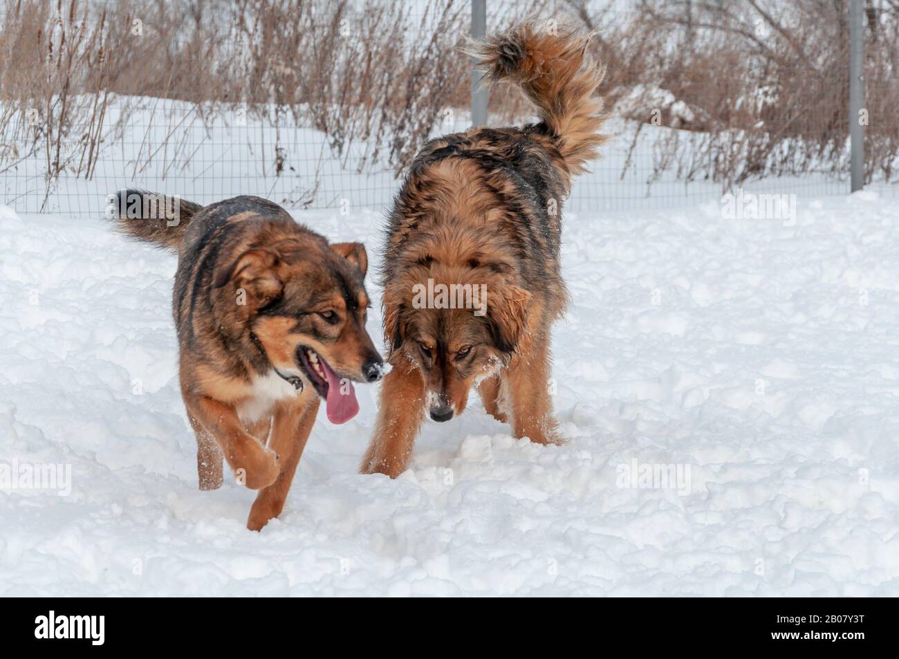 Zwei große schöne rote Hunde, die auf einer schneebedeckten Fläche spazieren gehen Stockfoto