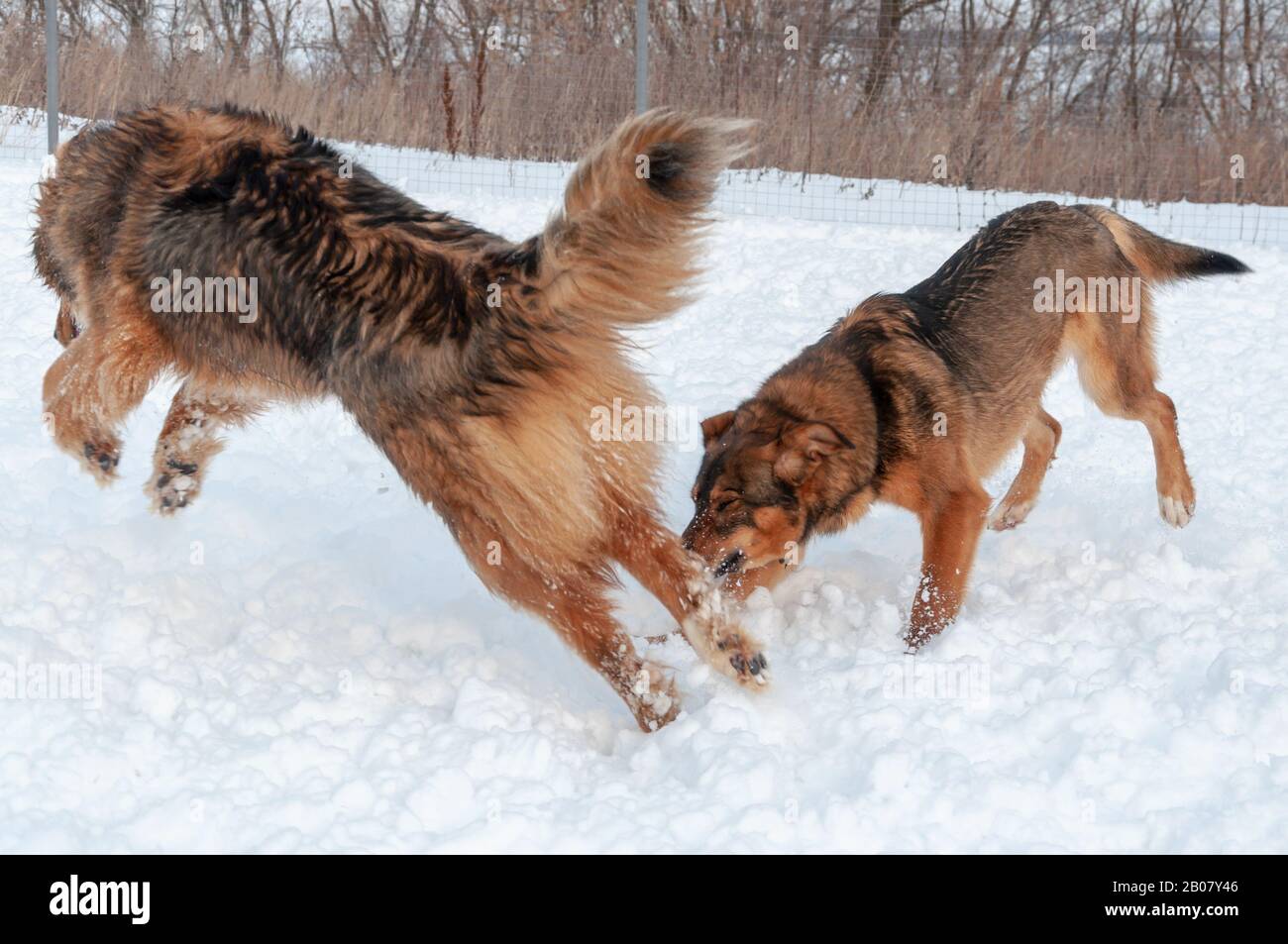 Ein großer schöner roter Hund versucht, einen anderen im Schnee zu fangen Stockfoto