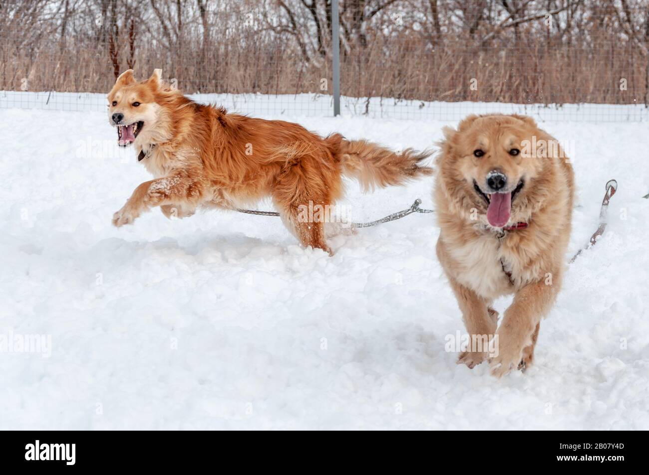 Große süße und schöne rote Hunde spielen glücklich miteinander, laufen auf der schneebedeckten Fläche und genießen einen Spaziergang im Freien an einem schönen Wintertag Stockfoto