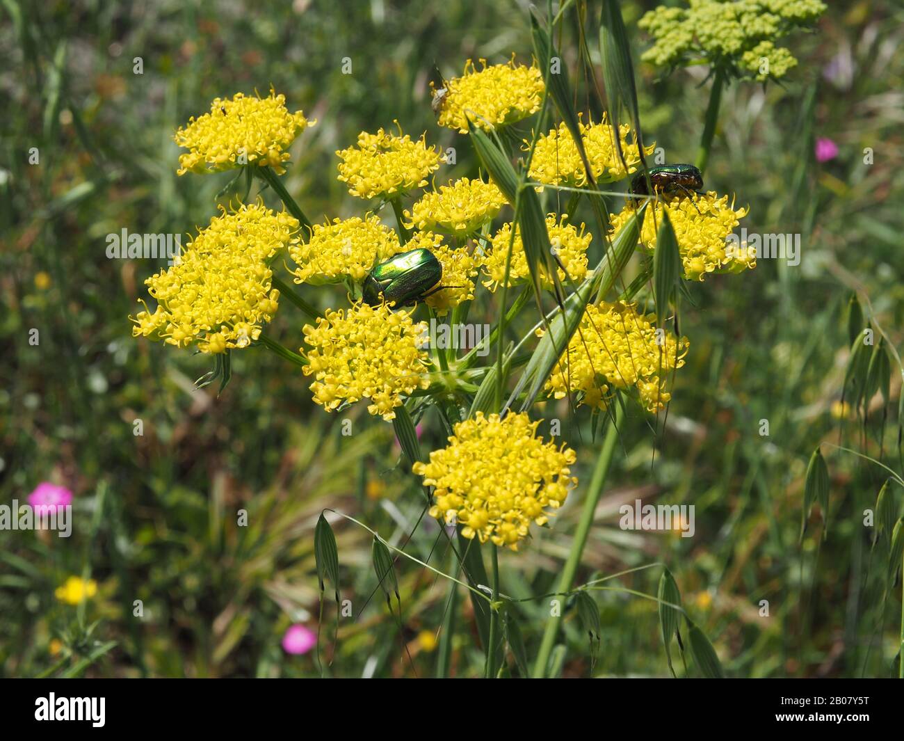 Zwei grüne Käfer (Cetonia aurata oder Golden Beetle), einer mit metallisch anmutenden Körpern und V-förmigem Scutellum. Peloponnes, Griechenland. Stockfoto