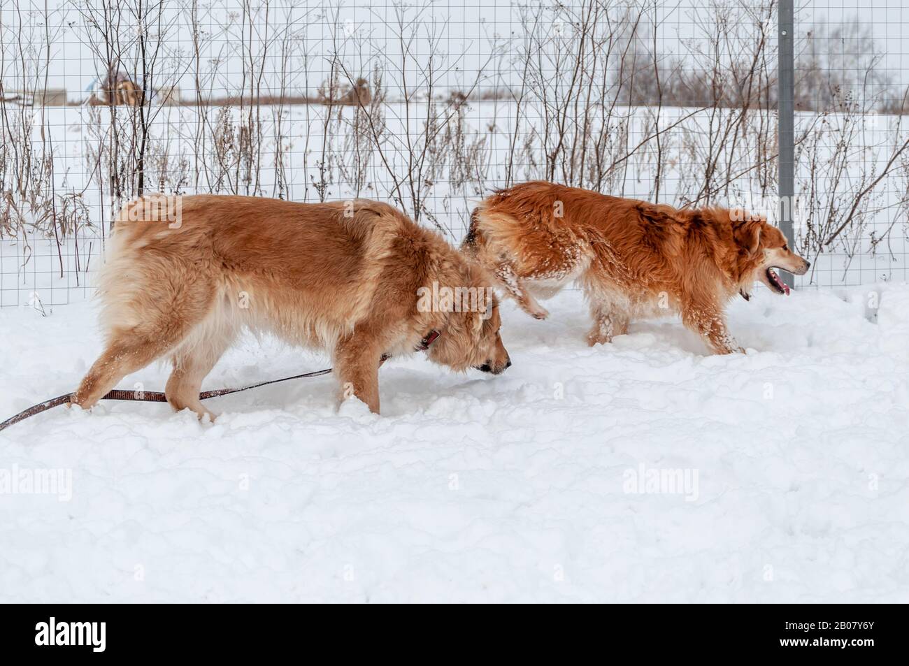 Große, niedliche und schöne rote Hunde spielen glücklich miteinander, laufen und springen auf der schneebedeckten Fläche, genießen einen Spaziergang im Freien auf einem schönen Winter Stockfoto