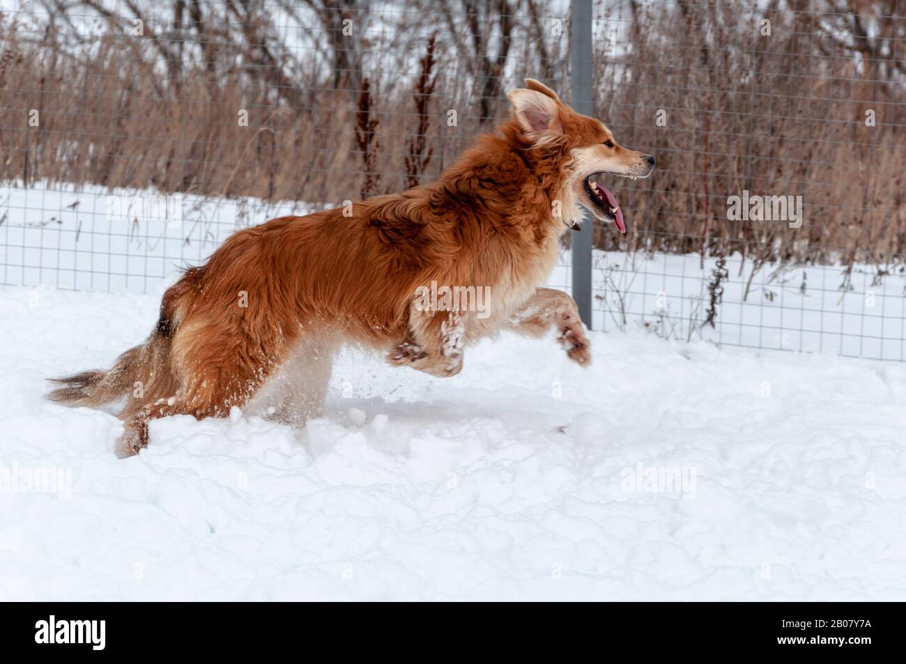 Ein großer schöner roter Hund läuft und spielt im Schnee Stockfoto