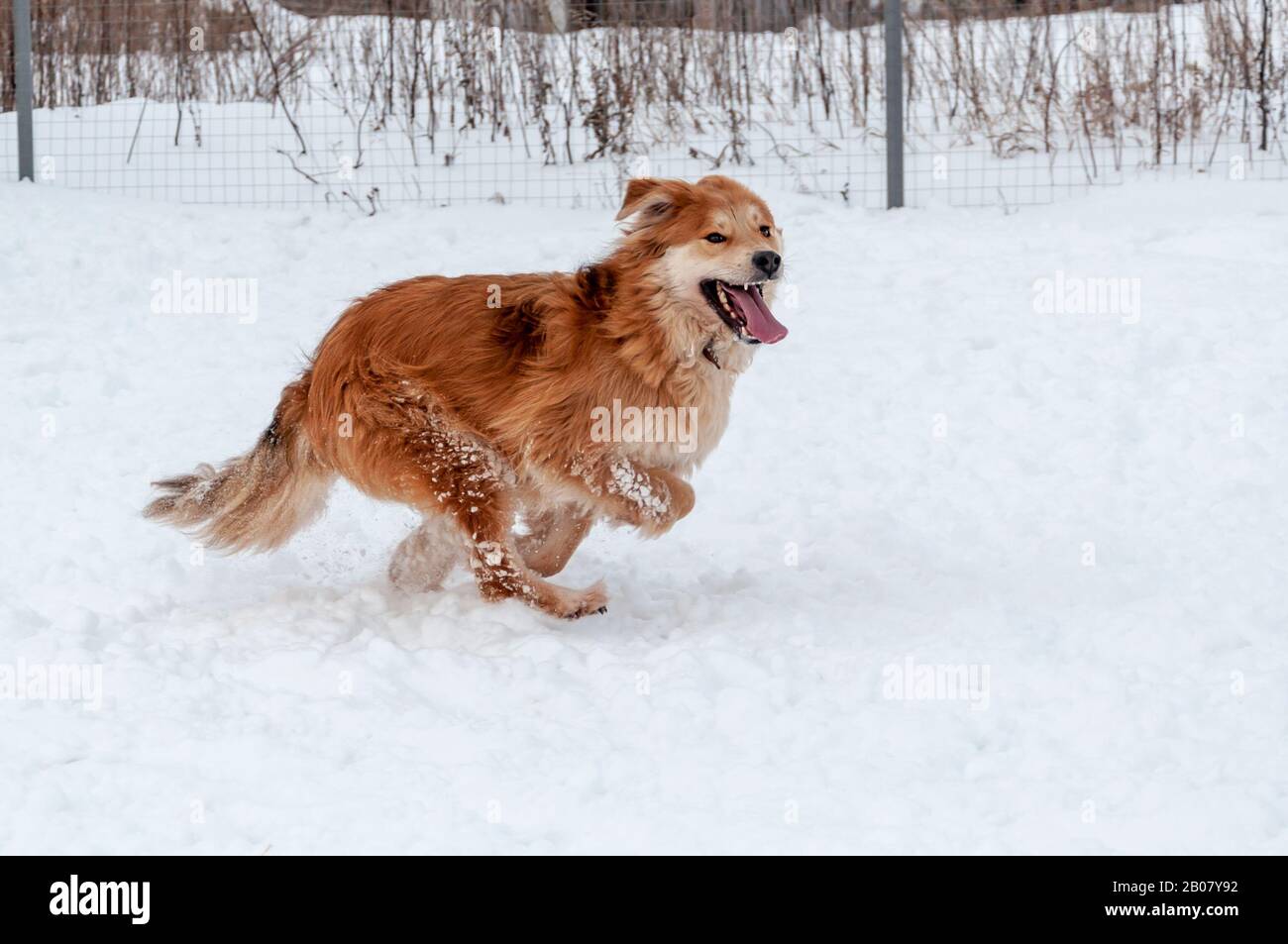 Ein großer schöner roter Hund läuft und spielt im Schnee Stockfoto