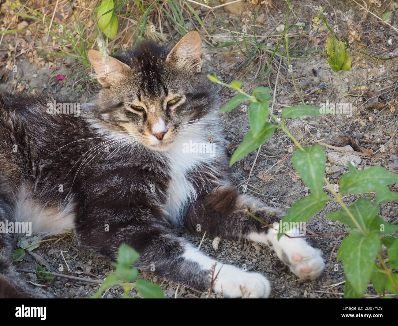 Tabbykatze, die in einem griechischen Garten ruht Stockfoto