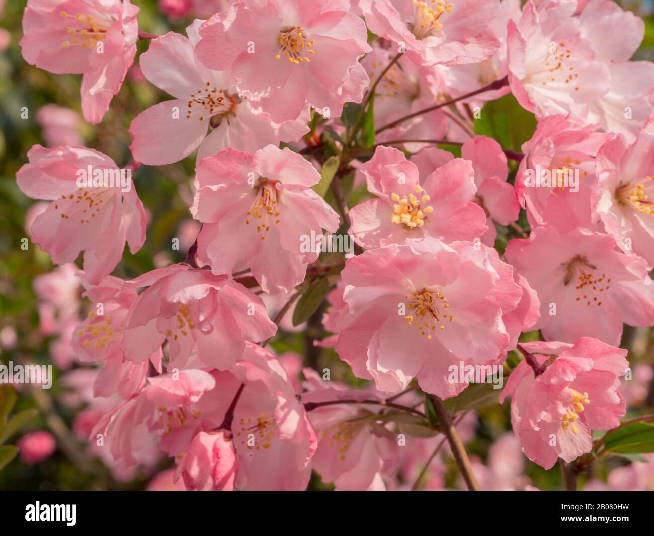 Nahaufnahme der farbenfrohen pinkfarbenen Pfirsichblüten am sonnigen Tag Stockfoto