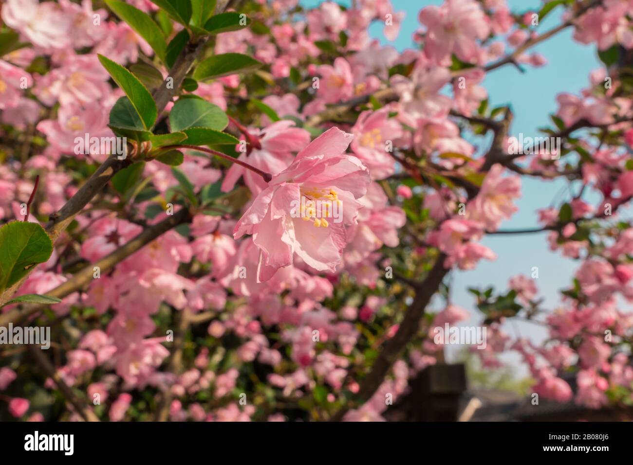 Bunte pinkfarbene Pfirsichblüten am sonnigen Tag gegen den blauen Himmel Stockfoto