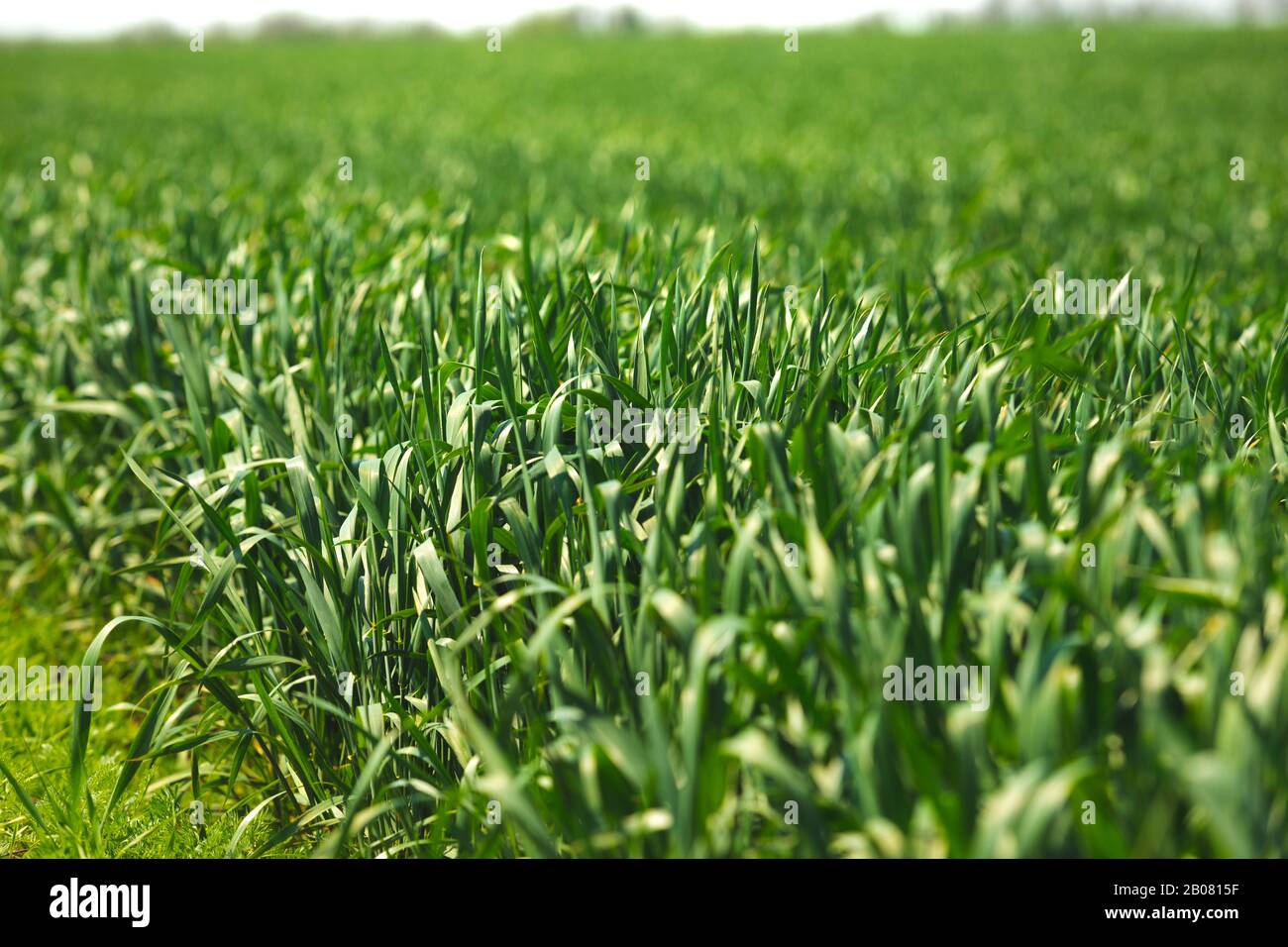 Grünes saftiges Gras am sonnigen Tag auf dem Feld Stockfoto