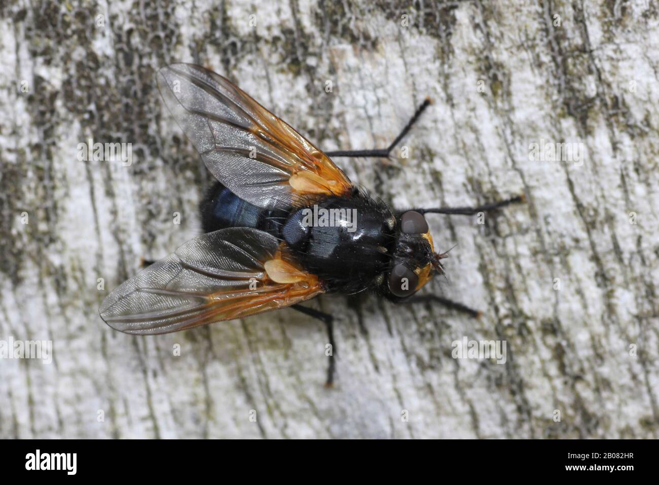 Mittags fliegen Mesembrina meridiana Stockfoto