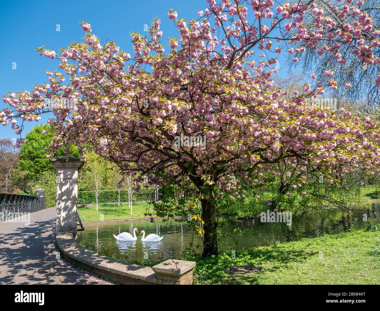 Frühlingslandschaft im Freien im Regents Park mit rosafarbenem Kirschbaum am Fluss an einem sonnigen Tag in London Stockfoto