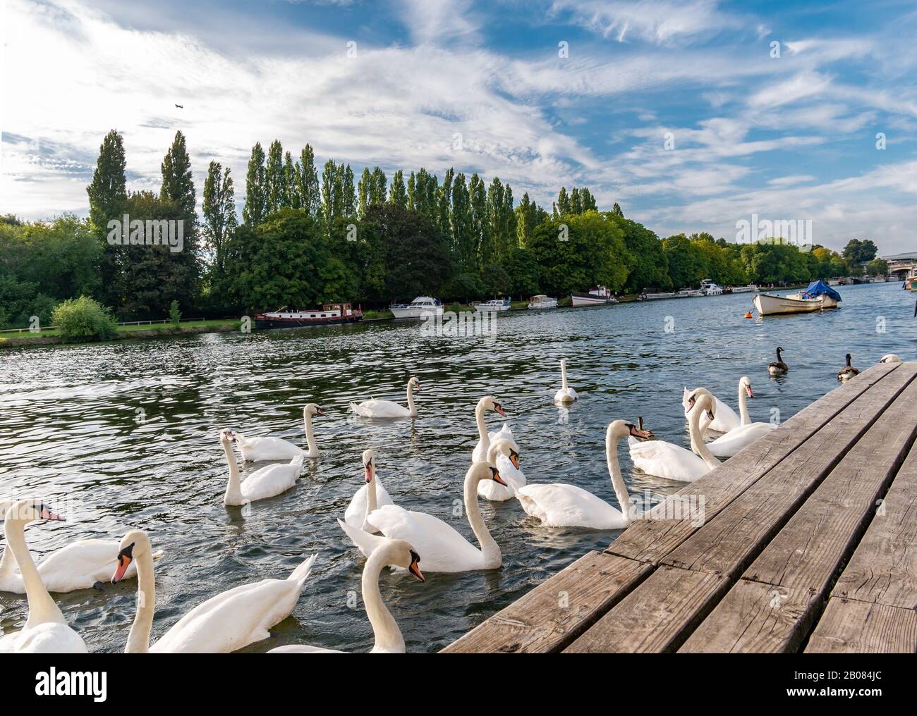 Riverside von Richmond Upon Thames am frühen Morgen mit weißen Schwänen in der Nähe des Docks in London Stockfoto