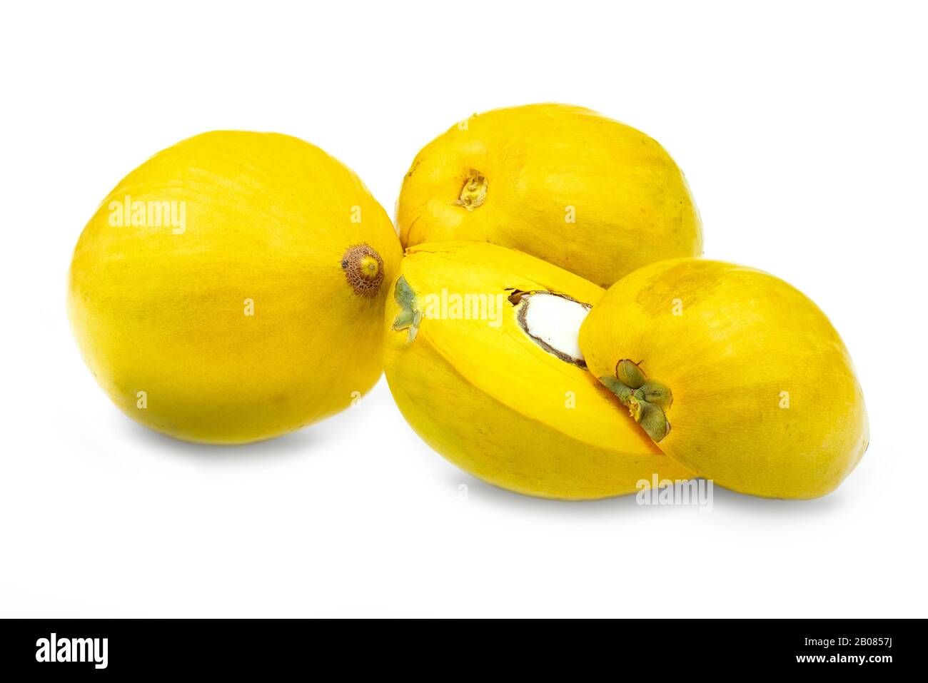 Eierfrucht oder Kanistel im weißen Hintergrund, wissenschaftlicher Name Puteria campechiana Stockfoto