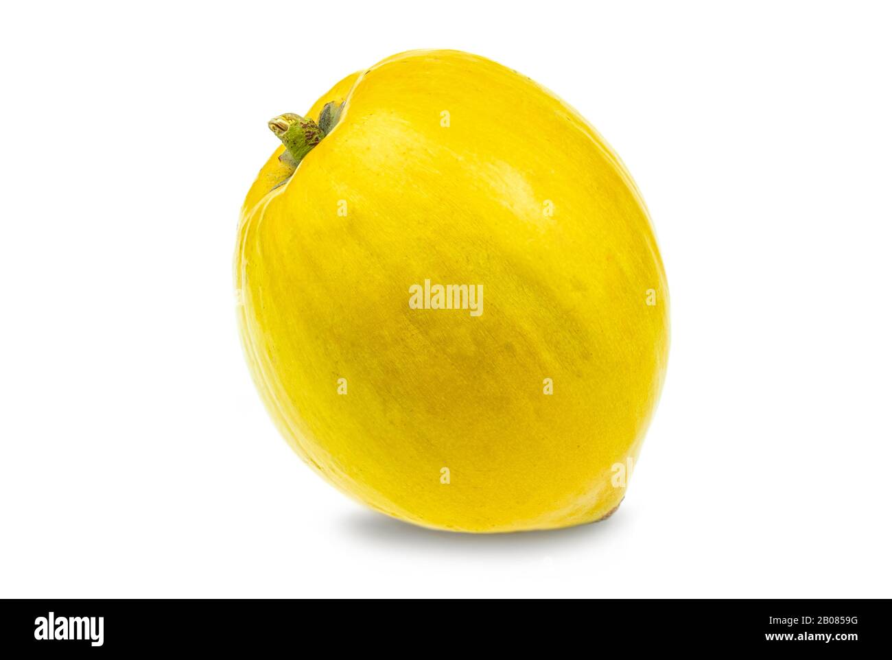Eierfrucht oder Kanistel im weißen Hintergrund, wissenschaftlicher Name Puteria campechiana Stockfoto