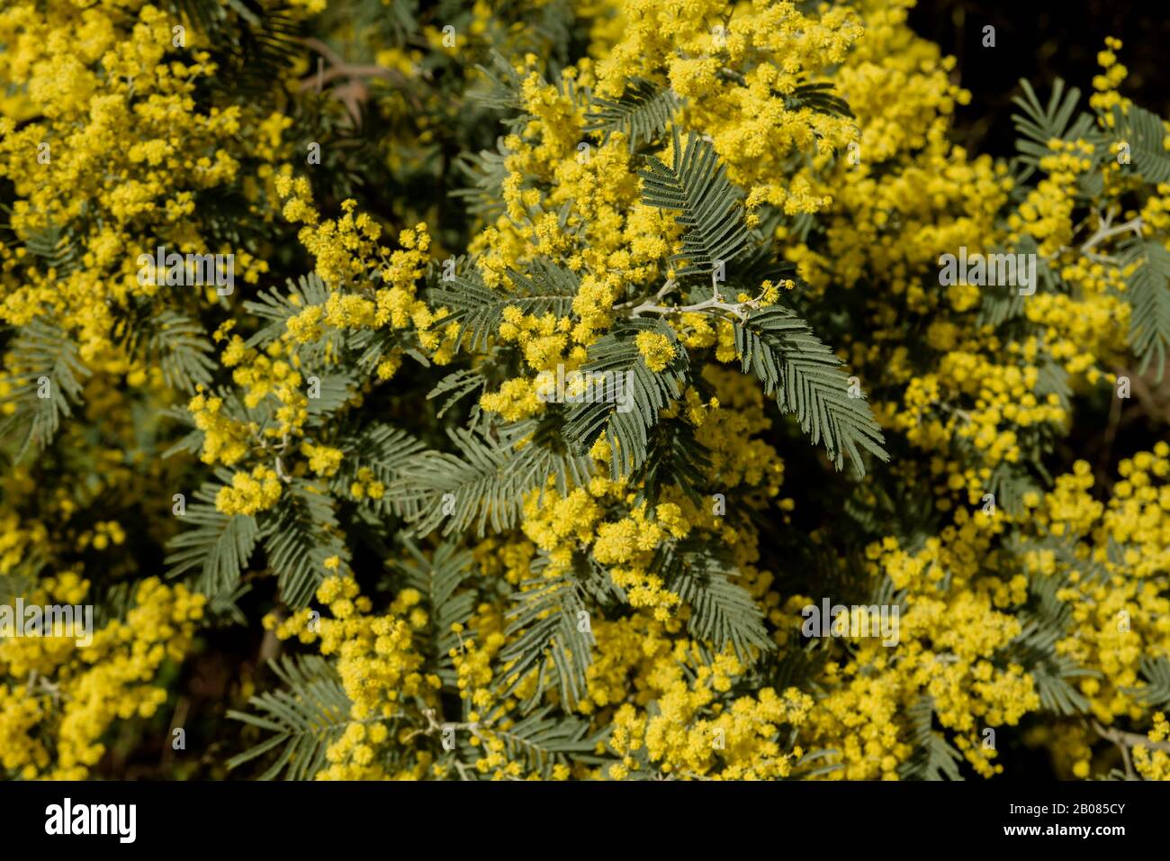 Detail der Akaziendealbata blüht Stockfoto