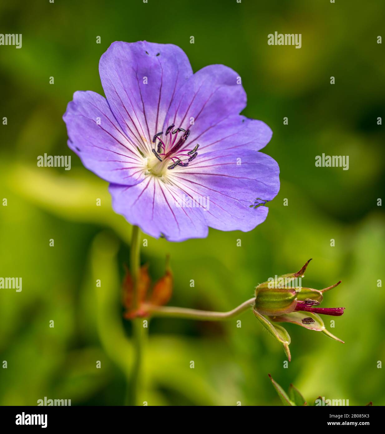 Violettes Kranesbill (Geranium) Blumenmakro mit Knospe Stockfoto