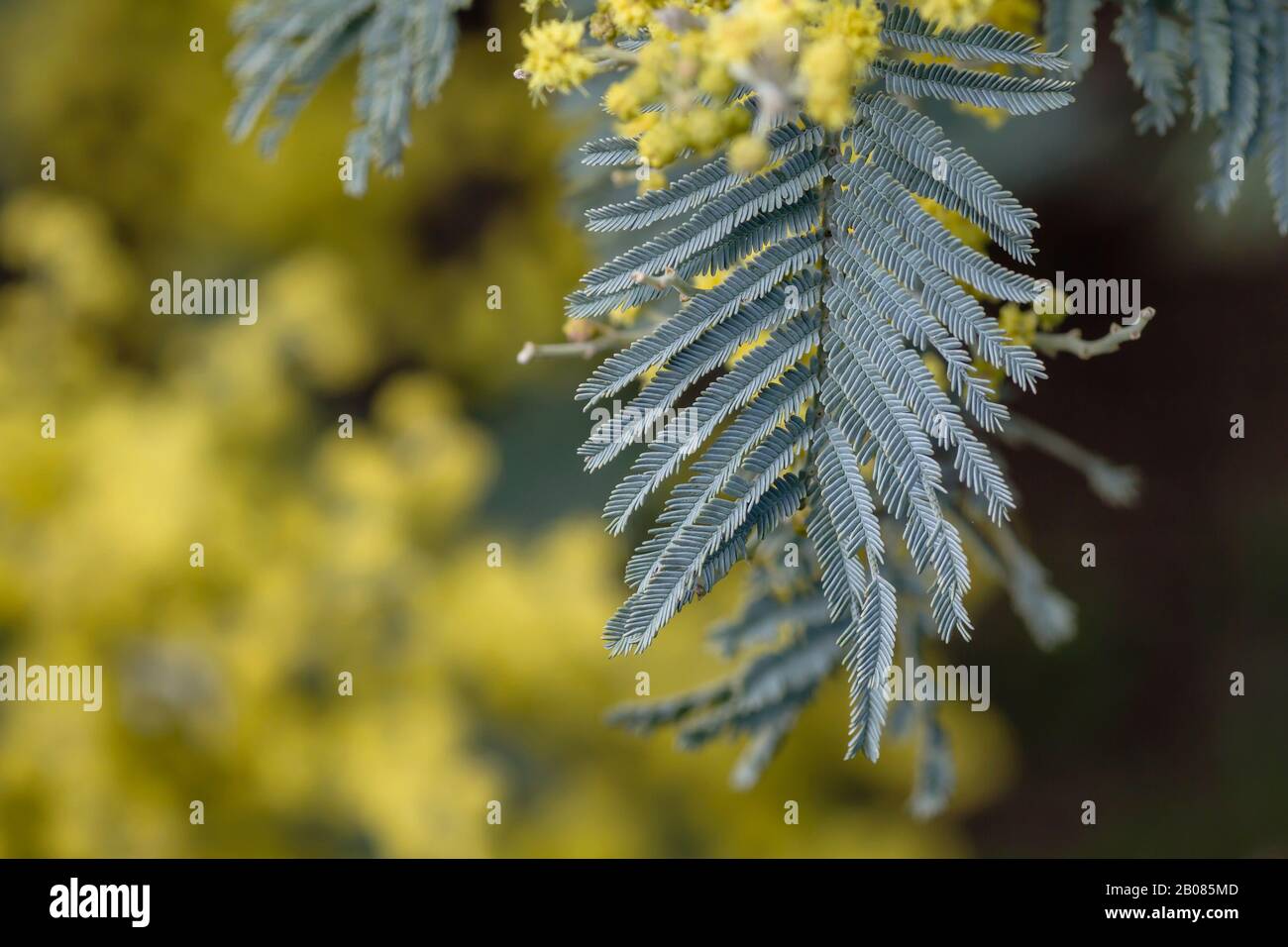 Detail der blühenden Akazien Dealbata silbrig blaue Blätter Stockfoto
