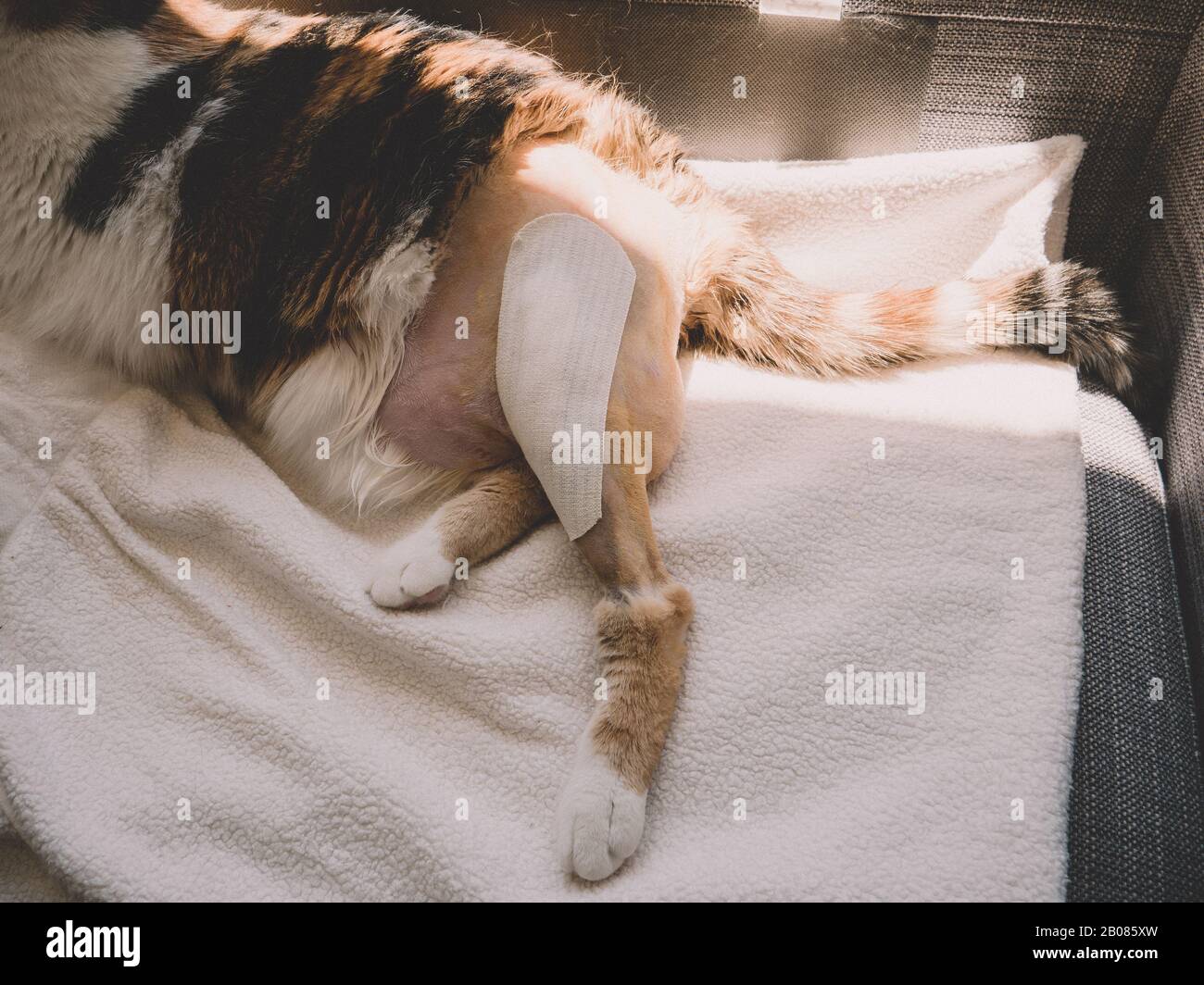 Overhead-Ansicht der Katze nach operativer Operation nach dem Besuch des Tierkabinetts - auf der Tischdecke liegend - Rehabilitation nach einem medizinischen Eingriff an der Knöchelprothese Stockfoto