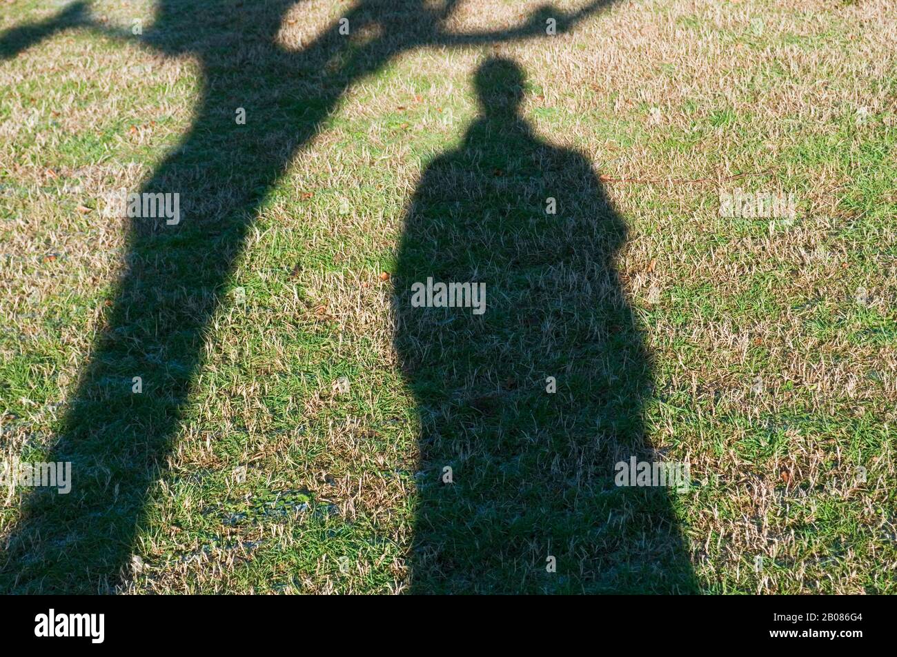Schatten von Mensch und Baum Stockfoto
