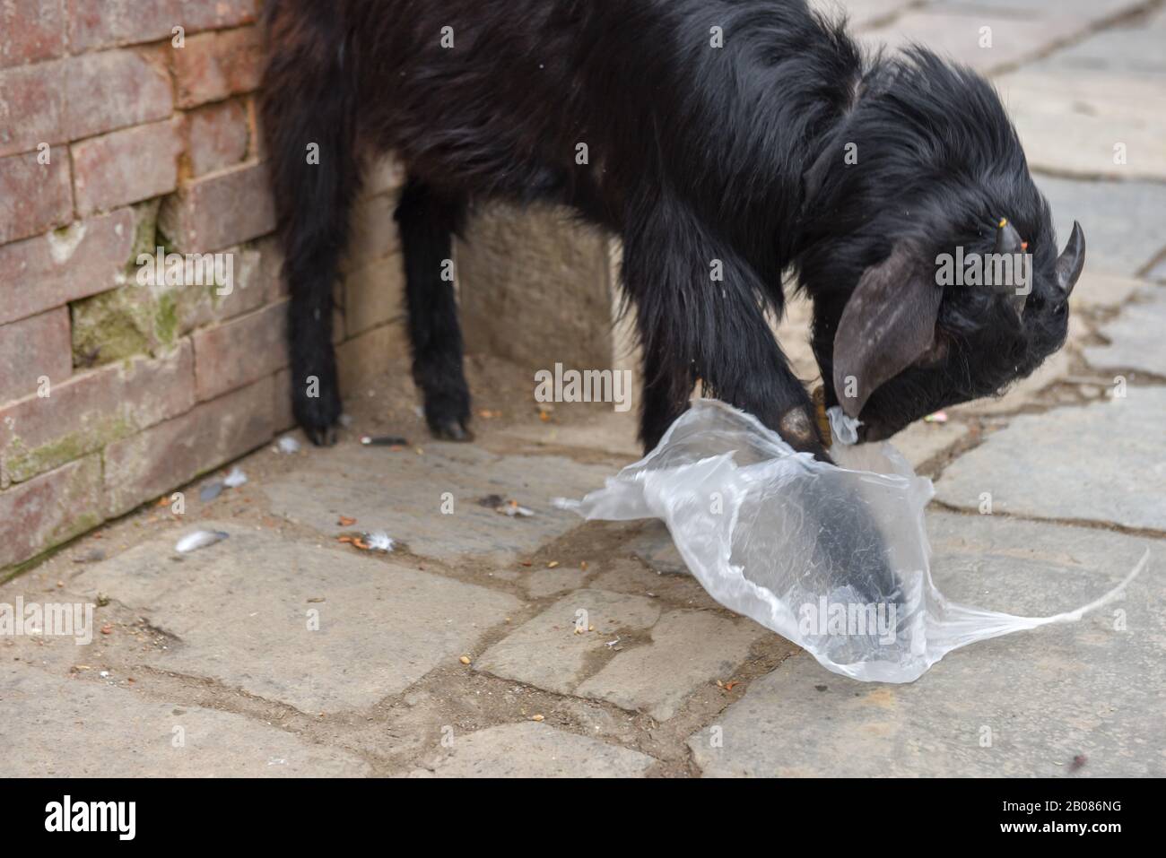 Ziegenbock isst eine Plastiktüte in Kathmandu auf Nepal Stockfoto