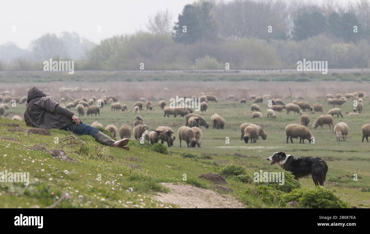 Moutons des prés salés, Baie de Somme Berger et son chien Stockfoto