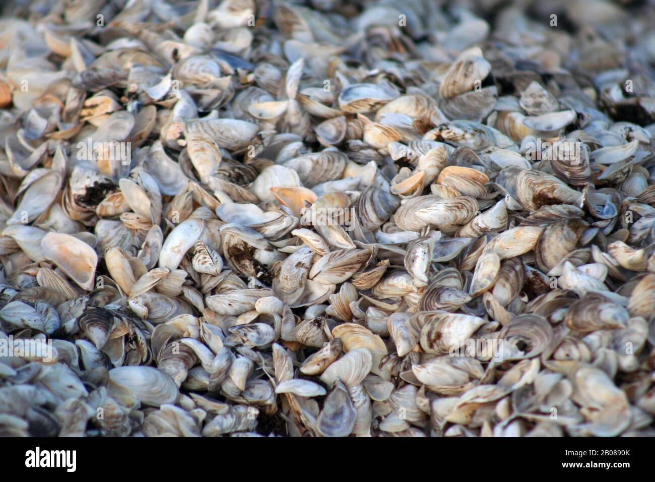 Am Strand wurden Muscheln Gewaschen Stockfoto