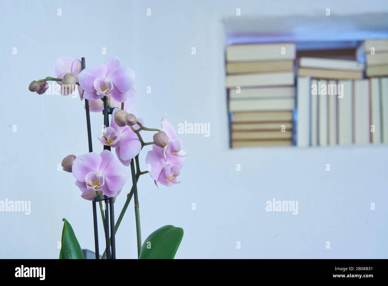 Nahaufnahme der Orchideenblüten mit einem unscharfen Hintergrund von Büchern in einer Wand in einem modernen Landhaus, interieur Stockfoto