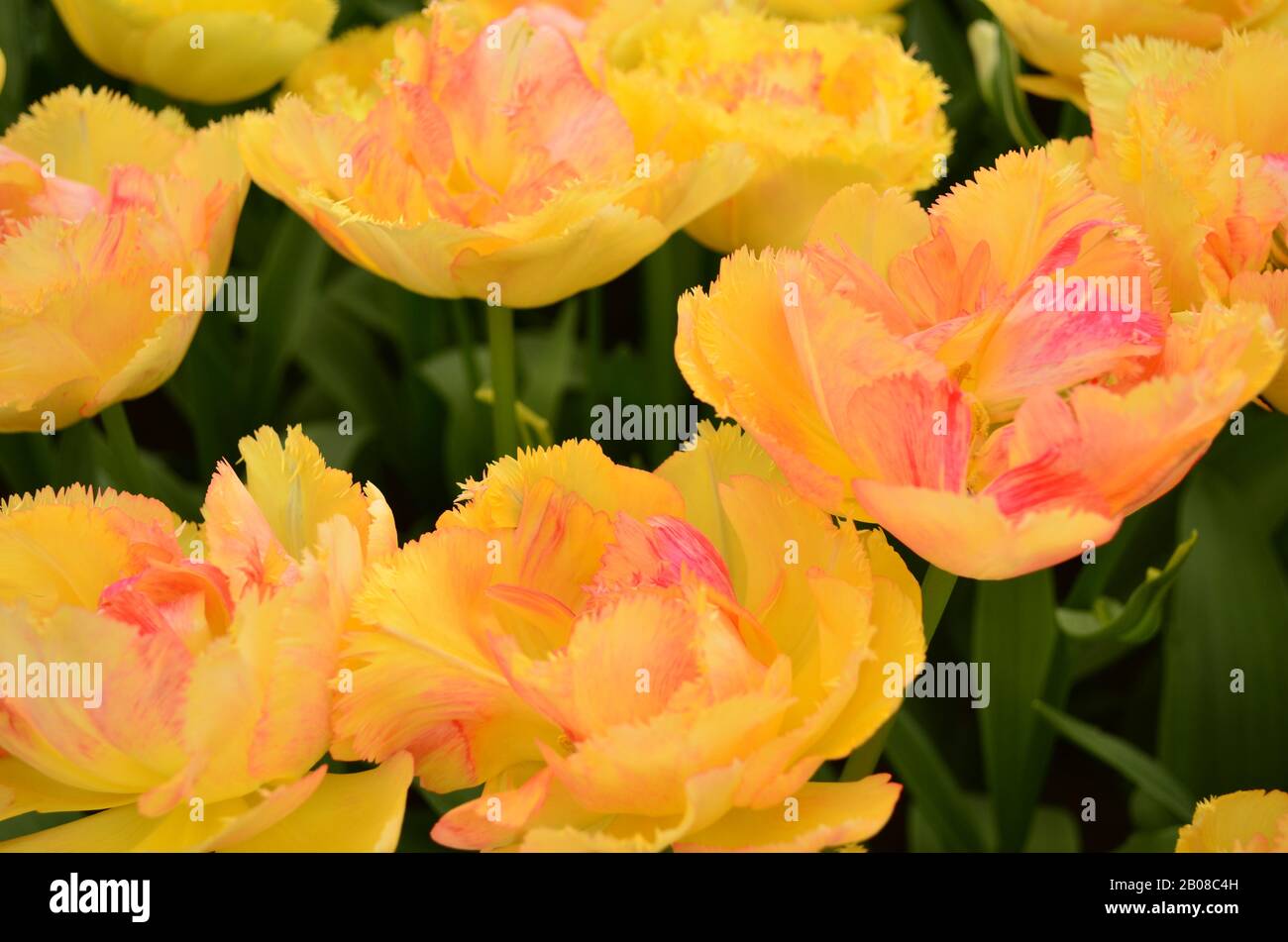 Gelbes rosenähnliches Tulpencloseup im Keukenhof Garten Stockfoto