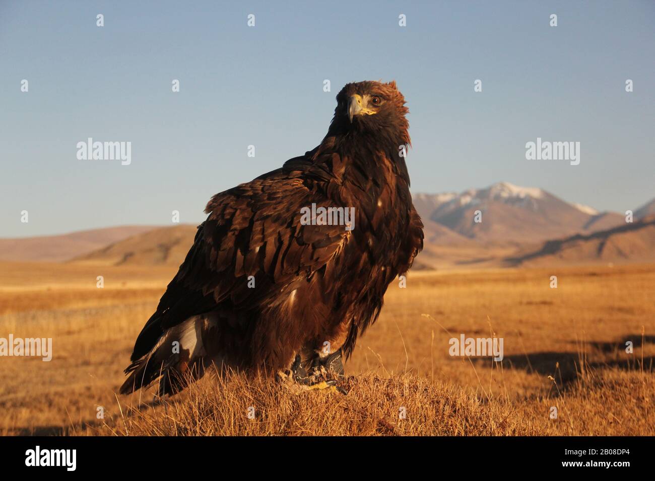 Goldene Adler- und Adlerjäger in der Mongolei, Sonnenaufgangspositionen Stockfoto