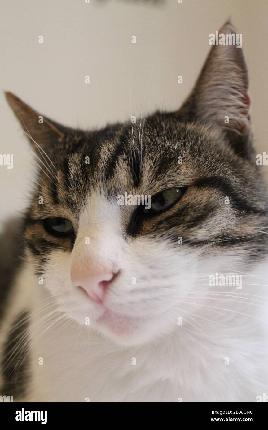 Coole entspannte Katze Stockfoto