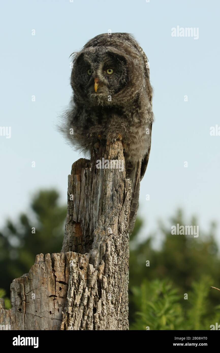Junge große graue Eule Stockfoto