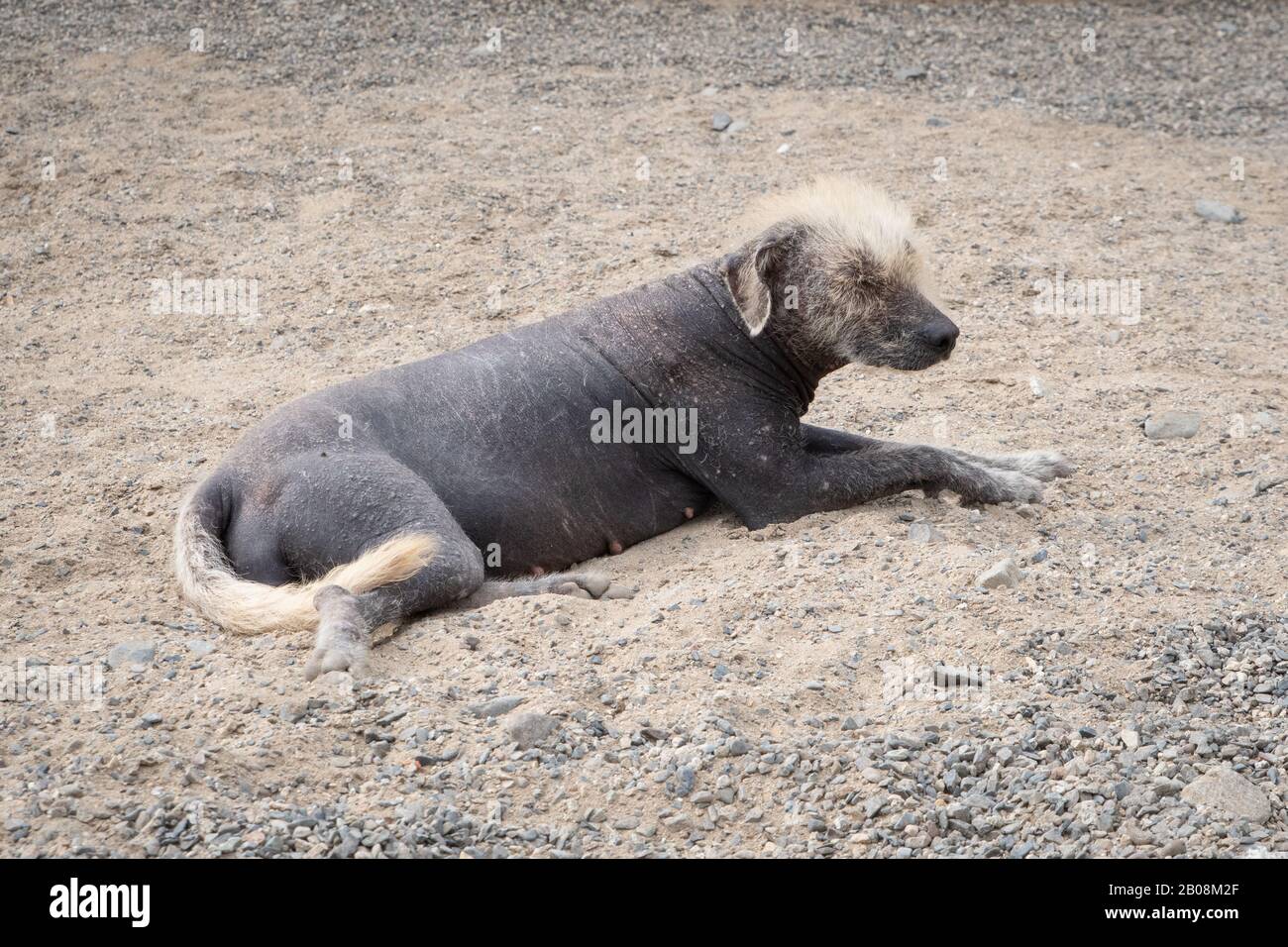 Peruanischer haarloser Hund mit hellen Büscheln an Kopf und Schwanz, die auf Staub in der Wüste in peru ruhen Stockfoto