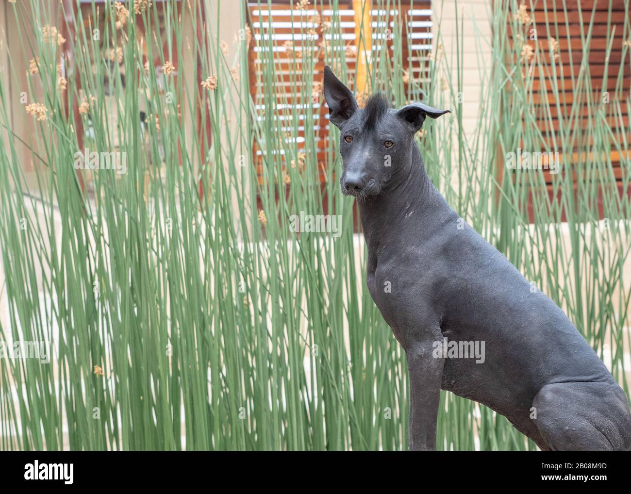 Der peruanische haarlose Hund Perro Calato oder der peruanische Inka Orchid reicht bis in die Zeit vor den Inka zurück. Stockfoto