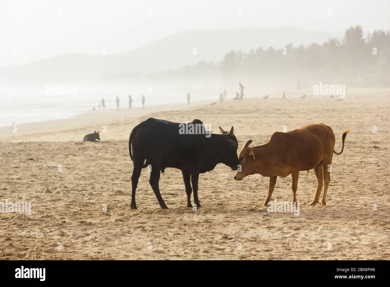 Zwei Kühe an einem Strand an einem nebligen Abend im Dorf Gokarna in Karanataka, Indien. Stockfoto