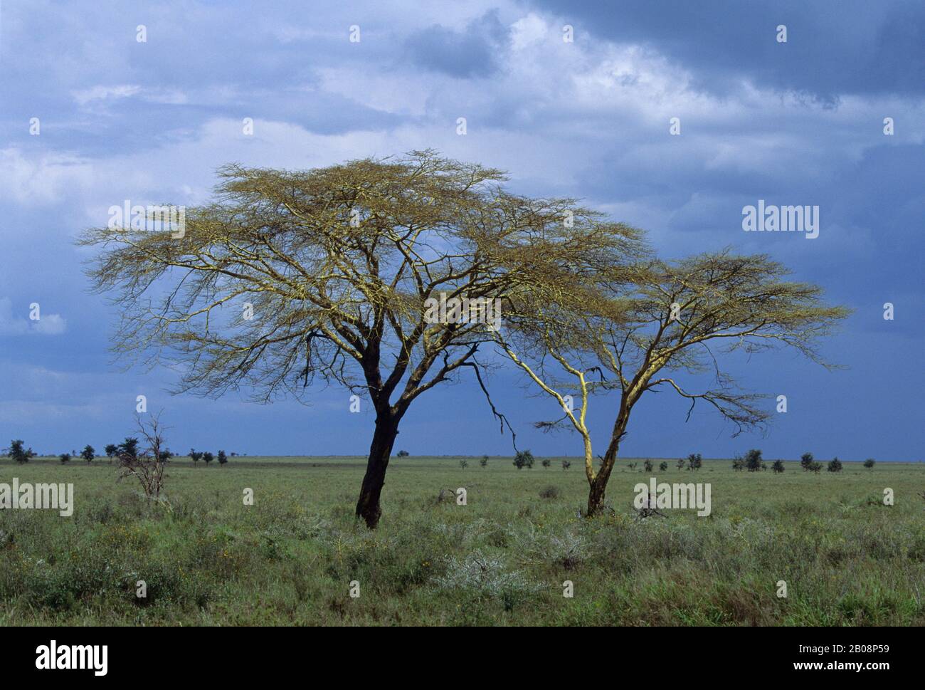 TANSANIA, SERENGETI, GELBFIEBER-AKAZIE Stockfoto