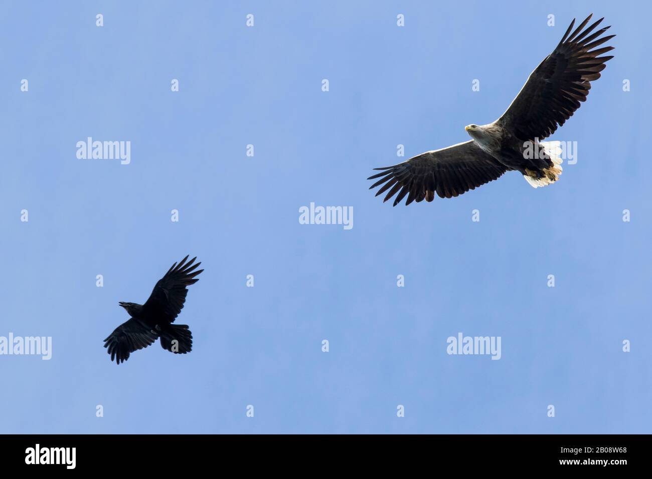 Pygargue à queue blanche et Grand corbeau Stockfoto
