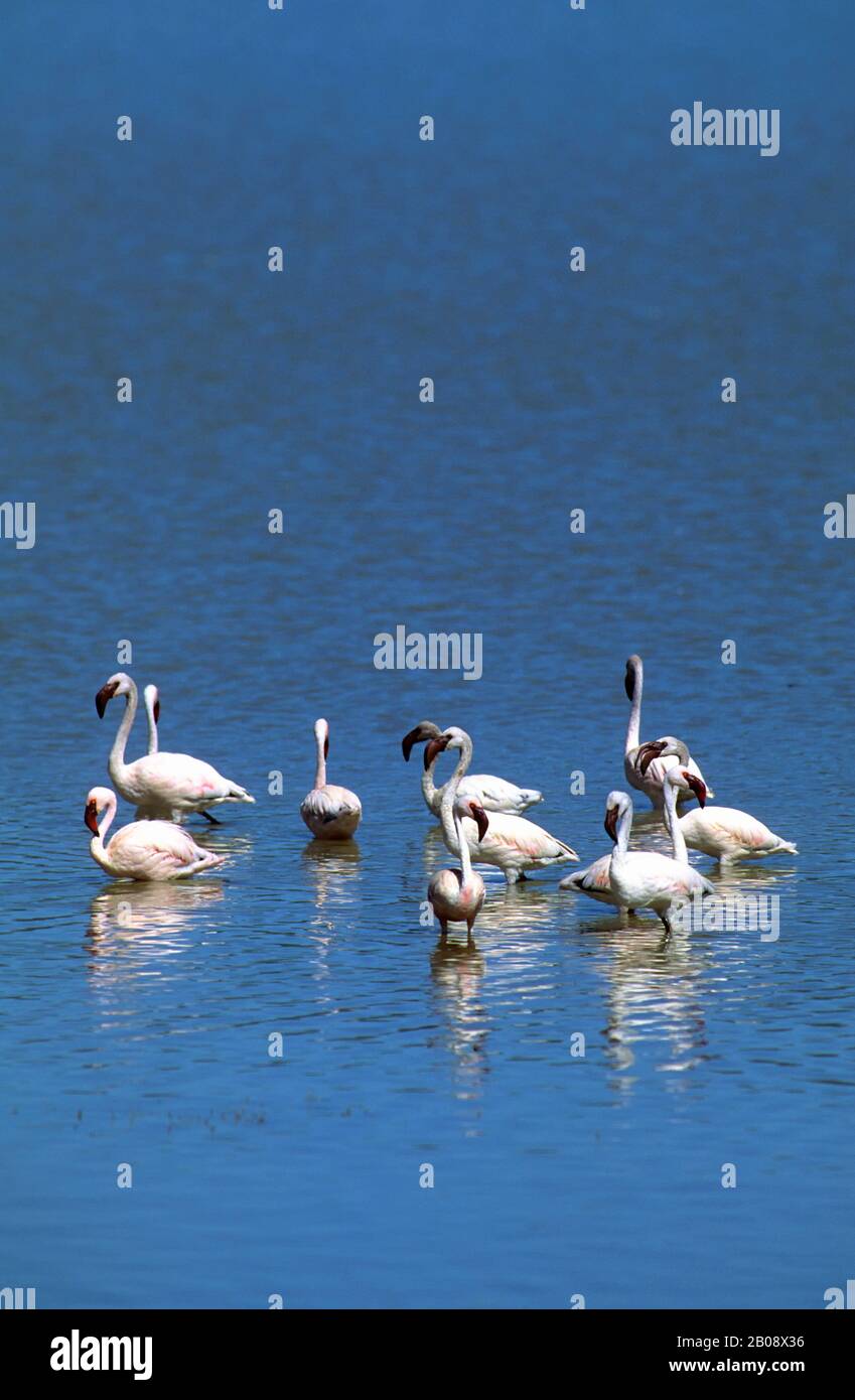 TANSANIA, KRATER NGORONGORO, WENIGER FLAMINGOS Stockfoto