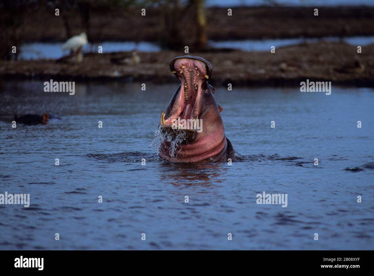 TANSANIA, GROSSES RIFTTAL, MANYARA-SEE, GÄHNENDER HIPPOPOTAMUS Stockfoto