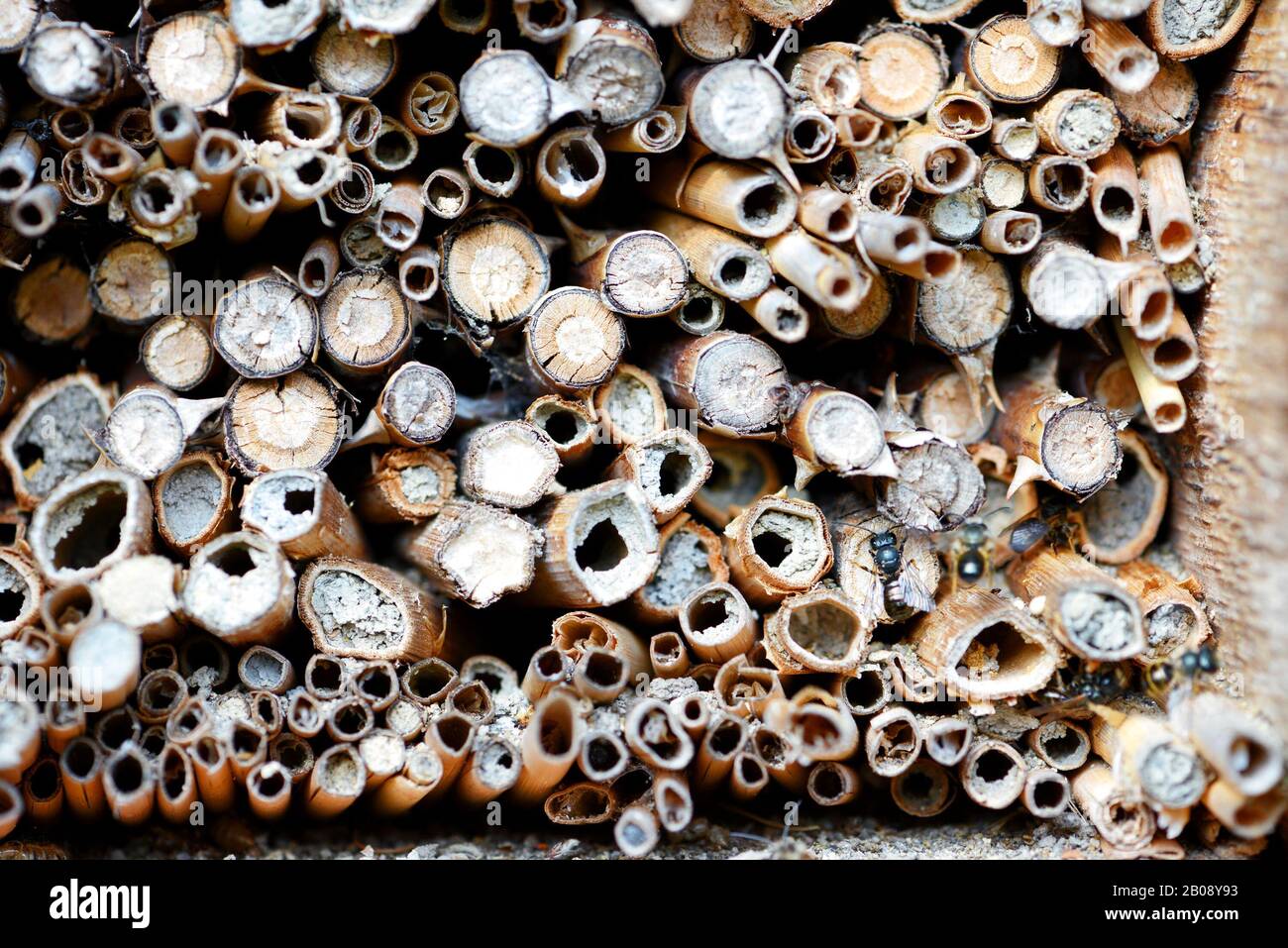 Männliche Wildbienen (Osmia bicornis) fliegen im Insektenhotel aus Bambusstäbchen. Stockfoto