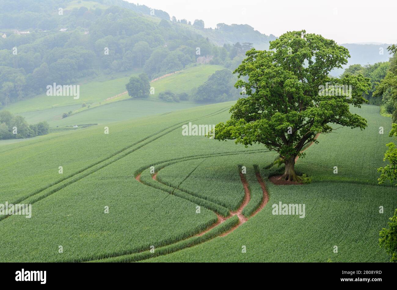 Ein einbunter Baum auf einem Feld außerhalb von Goodrich Castle an einem nebligen Tag in der Nähe von Ross-on-Wye in Herefordshire, England, Großbritannien. Stockfoto