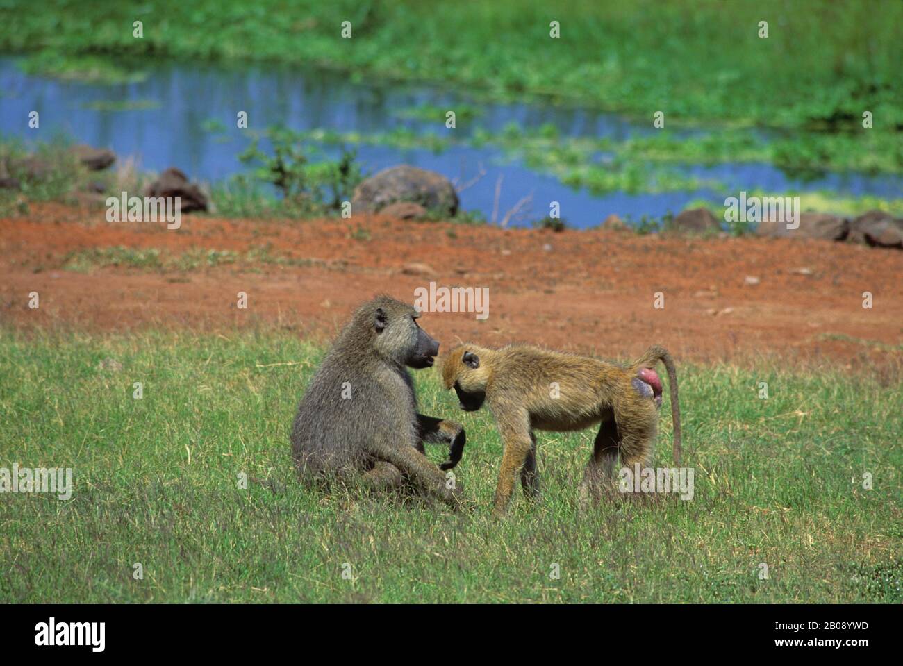 KENIA, AMBOSELI NATIONALPARK, GELBE PAVIANE (PAPIO CYNOCEPHALUS), MÄNNLICH & WEIBLICH Stockfoto
