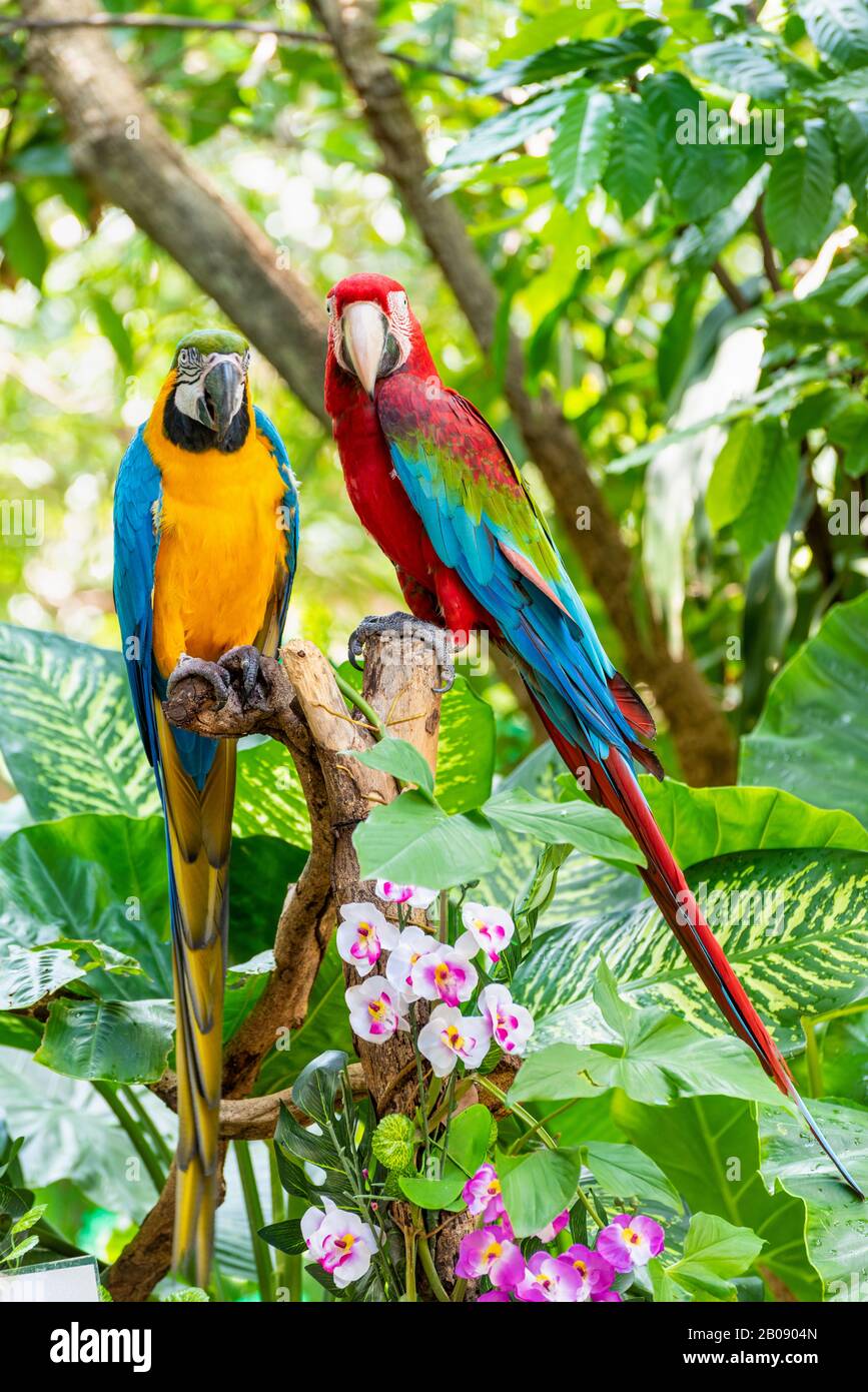 Blue and Gold Macaw oder Ara Arauna und Green Winged Macaw oder Ara Chloroptera niedliche Haustiere bunte Vögel, Schöne Natur Tierwelt eines Papageienpaares ist Stockfoto